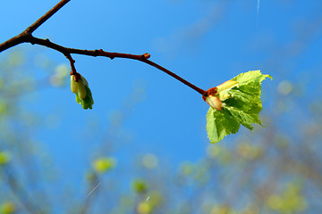 Image showing spring leaf