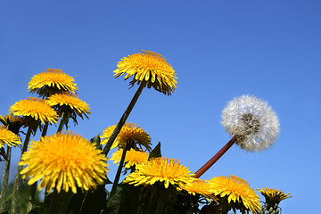 Image showing different concepts with dandelions