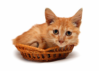 Image showing wretched red cat in basket