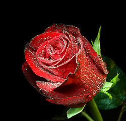 Image showing red rose with water drops