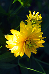 Image showing yellow dahlia flowers