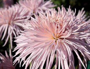 Image showing Pink chrysanthemum