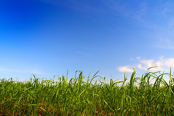 Image showing green grass under blue sky