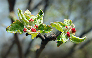 Image showing red buds on apple-tree