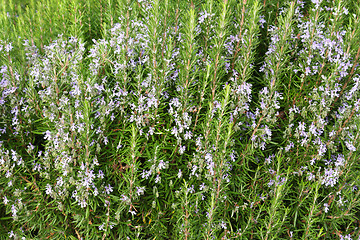 Image showing Lavender