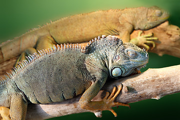 Image showing two iguana