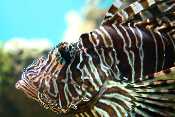 Image showing lionfish close-up in tropical aquarium
