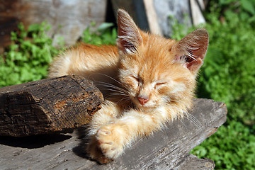 Image showing small cat sleeping