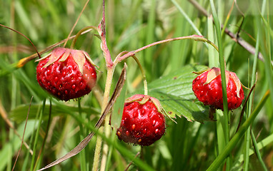 Image showing wild strawberry close-up