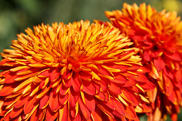 Image showing Orange chrysanthemum