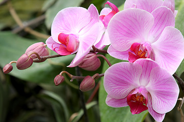 Image showing Pink orchid