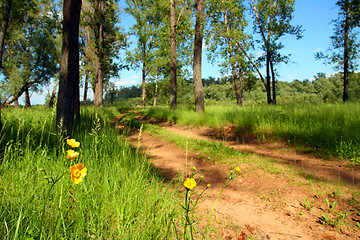 Image showing flowers near forest road