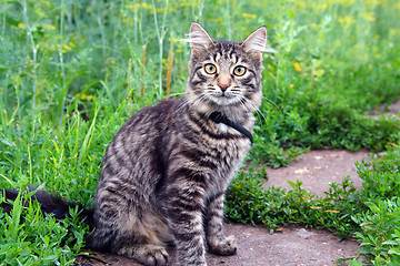 Image showing cat on grass