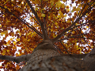 Image showing Autumn Leaves 3