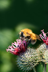 Image showing bumble-bee on thistle flower