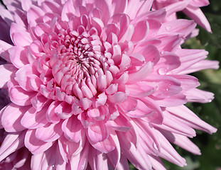 Image showing Pink chrysanthemum