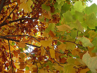 Image showing Autumn leaves 5