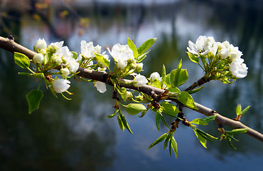 Image showing blossom apple-tree branch