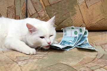 Image showing cat bite money