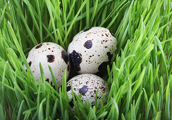 Image showing Quail eggs in the grass