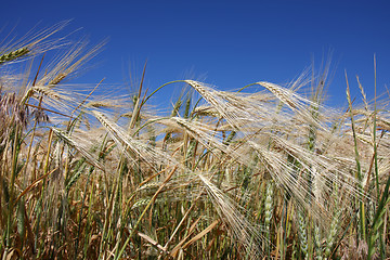 Image showing Winter wheat field