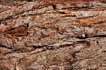 Image showing Pine bark