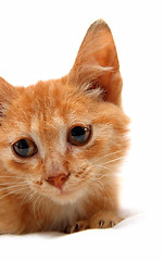 Image showing portrait of wretched red small cat