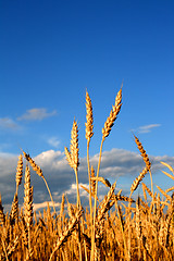 Image showing stems of the wheat