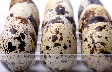 Image showing Quail eggs