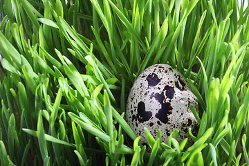 Image showing Quail egg in the grass