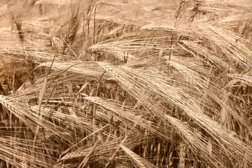 Image showing Wheat field