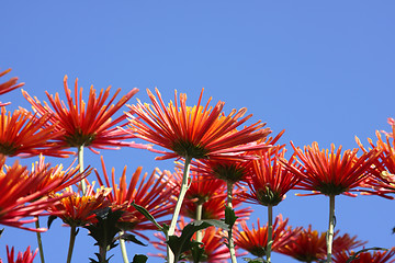 Image showing Ñhrysanthemums