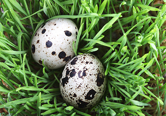 Image showing Quail eggs in the grass