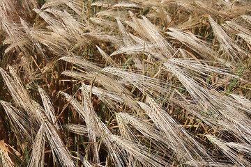 Image showing Winter wheat field