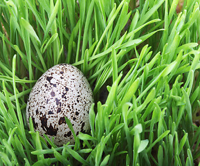 Image showing Quail egg in the grass