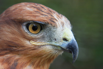 Image showing Buzzard