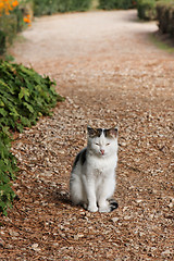 Image showing Cat on the path