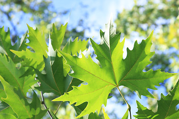 Image showing Green platan leaves