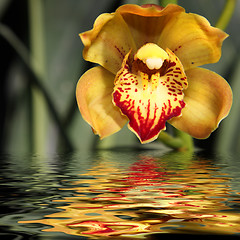 Image showing Yellow orchid