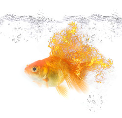 Image showing gold fire fish