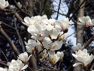 Image showing magnolia flower