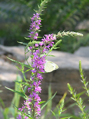 Image showing Butterfly