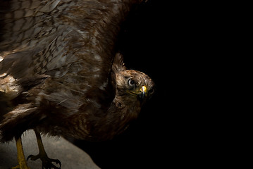 Image showing Kite bird