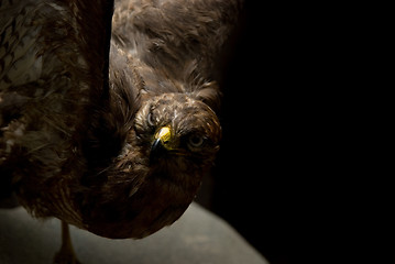 Image showing Kite bird