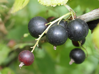 Image showing A cluster of ripe black currant in the garden