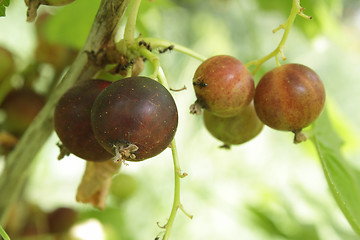 Image showing A cluster of currant in the garden