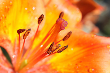 Image showing Bright orange lily