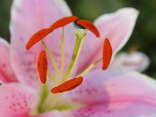 Image showing Pink lily in the garden