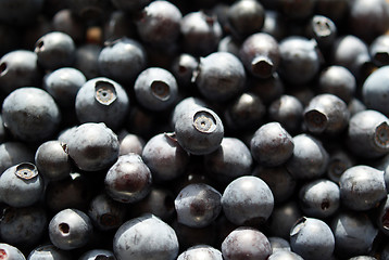 Image showing Bilberry Background (Vaccinium myrtillus) 