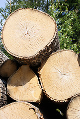 Image showing Birch Logs Close Up